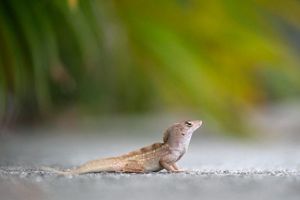 An image of an Anole (cousin of a lizard) lying on the warm concrete with green leaves in the background. 